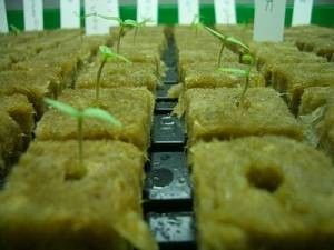 medio de crecimiento hidropónico de los cubos de 100kg/m3 stonewool para el establecimiento de las frutas